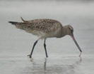 godwit.jpg