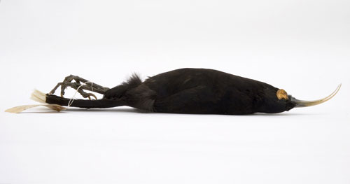 huia_female.jpg