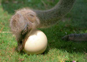 Mother Ostrich mother.jpg