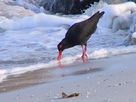 oystercatcher.jpg