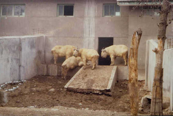 My first look at the Takin