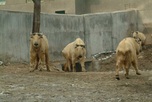 Takin Group