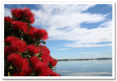 Pohutukawa Flowers & Sky