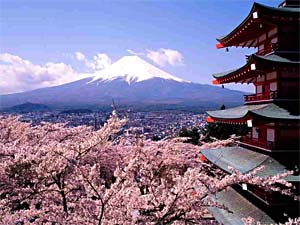 Cherry blossoms