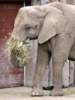 elephant