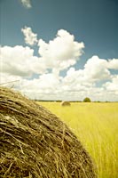 haystack
