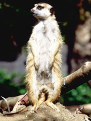 A mongoose