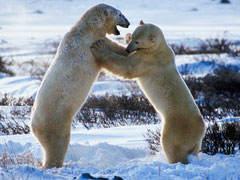 Polar bears fighting