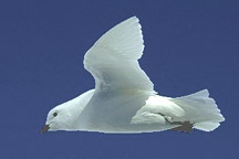 flying