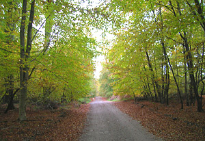 Savernake