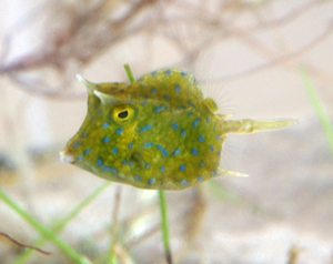 Cowfish