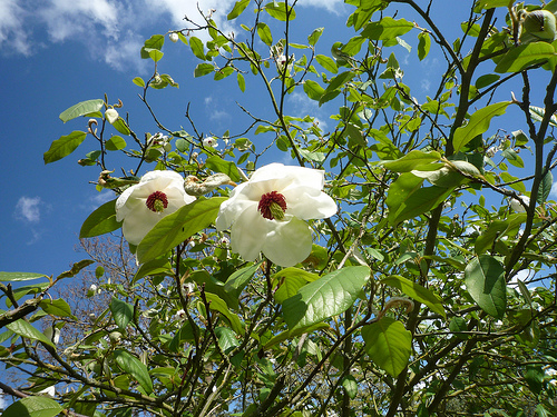 sky-flower
