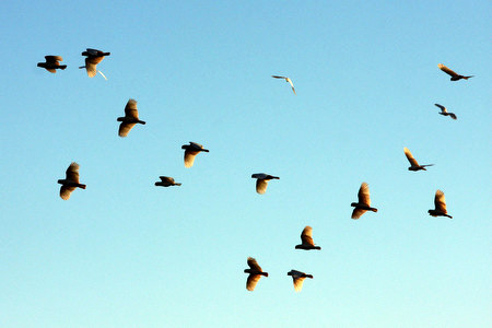 birds.jpg