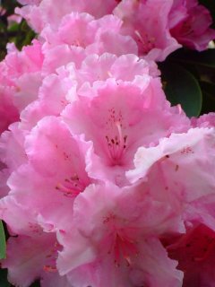 rhododendron.jpg