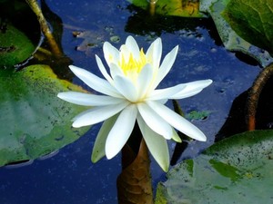 water_lily_1_0.jpg