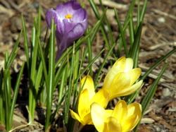 Crocuses