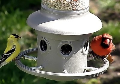 birds at feeder